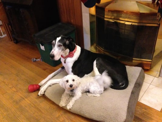 Rosie sharing her bed with Bear.