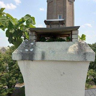 Tree growing out of chimney