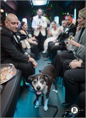 Dog friendly party bus!