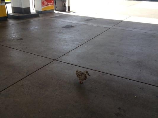 Delta queen car washes duck needed a fill up.