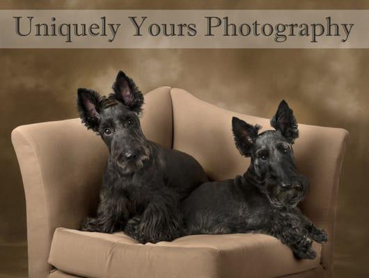 CT Pet Photographer by Uniquely Yours Photography