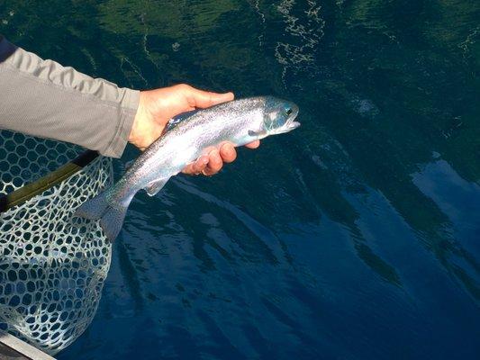 Beardslee Trout, endemic only to Lake Crescent.  They're beautiful!