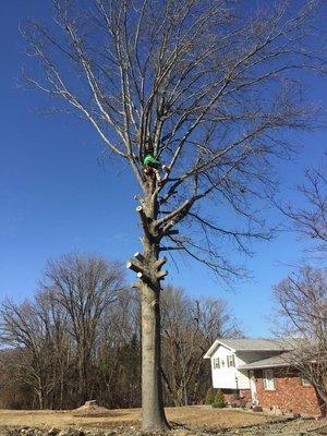 Tree taken completely down for a customer, who ended up having all 3 taken down over time.