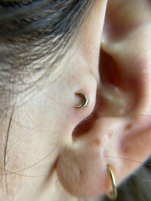 Tragus Piercing with 14k Gold Threadless Moon Top.