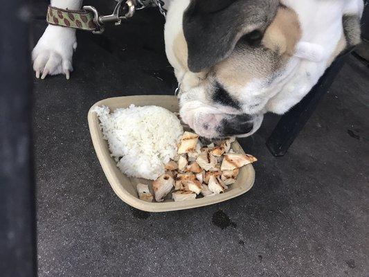 Doggy lunch at lazy dog ! Oooooo, white rice and grilled chicken breast.