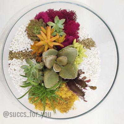 Giant Fishbowl Terrarium, perfect for any office!  www.succsforyoumiami.com