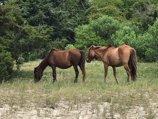 Wild horses on Carrot Island