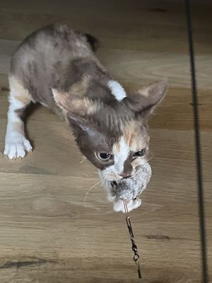 Tobiko playing with her toy.