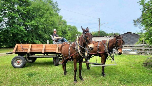 Johnny boy and sheriff pulling the wagon