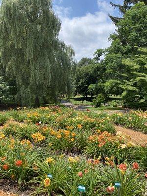 Beautiful lily garden.