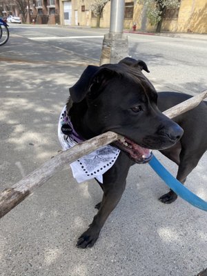 Dexter with his stick!