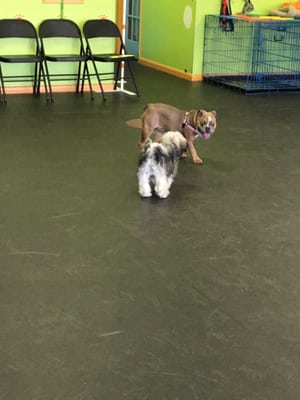 Puppy playtime