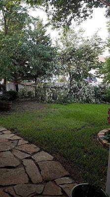 Tree fell in storm and Ben came over and took care of it.