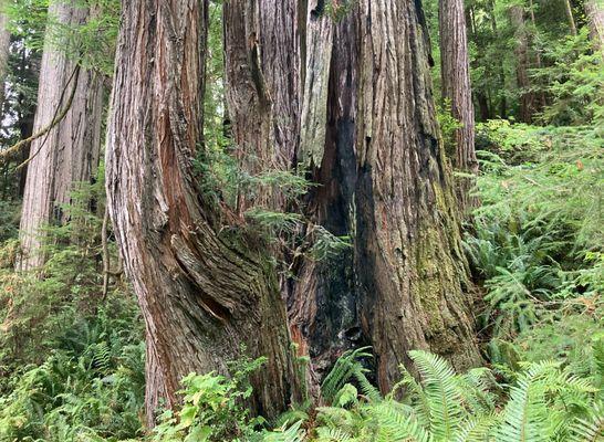 Bunch of redwood trees growing next to trail.