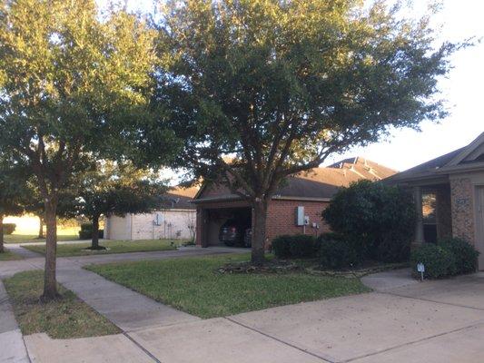 Tree Trimming