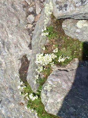 Alpine flowers