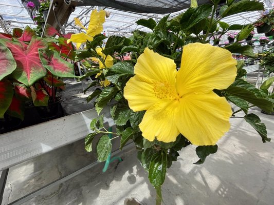 Hibiscus tree