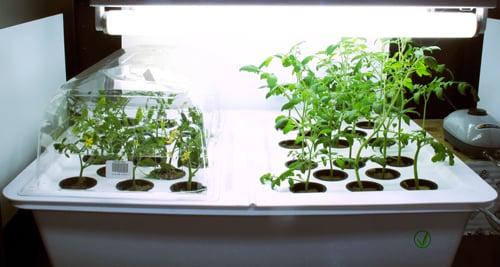 Hydroponic Grow Rooms