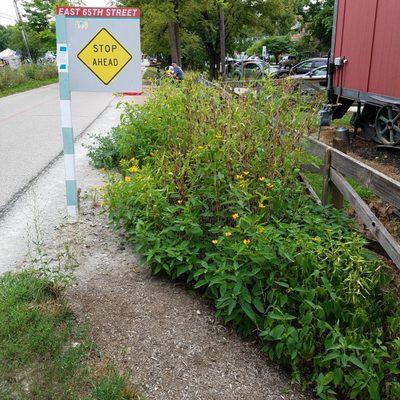 a path cuts through the garden along the flowers