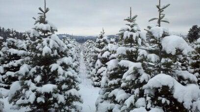 Beautiful Christmas Trees at Carver Farms!