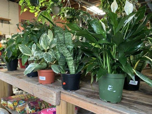 Flourishing houseplants