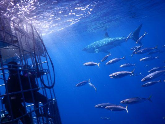 Cage diving Guadalupe Island, Baja California