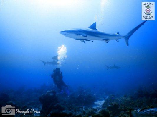 Roatan Shard Dive