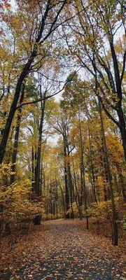 Fall foliage this year is fabulous (10/31/2022)