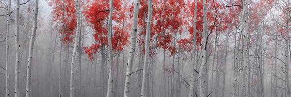 Peter Lik - Scarlet Moods