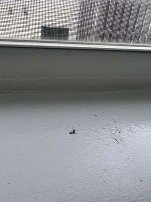 Dead bugs left on sill.