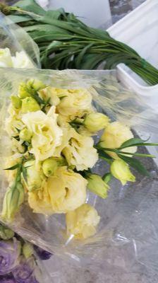 Lisianthus