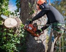 Crew member using proper safety tie off on a giant tree removal project.