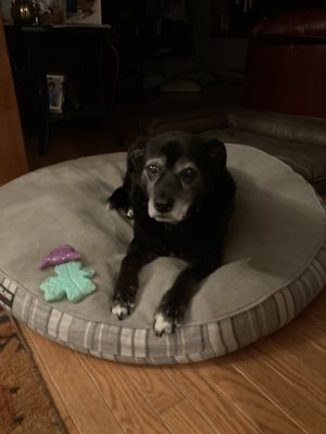 My 16 year old Kota girl