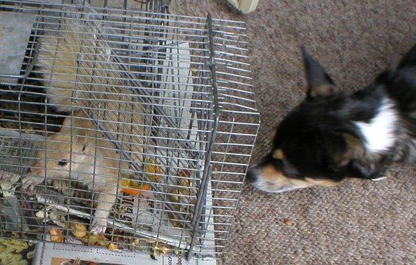 Albino squirrel captured by Animal Management