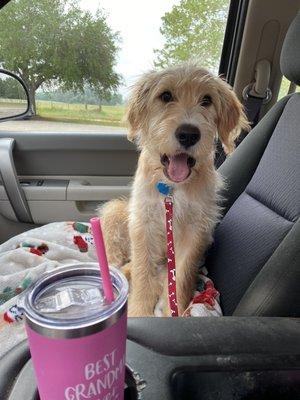 Look at this happy guy the morning after his neutering.