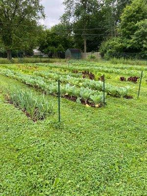 Garden serving Northside Food Pantry