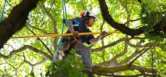 Scottsdale & Phoenix Tree Trimming, Tree Pruning, Palm Tree Removal, Stump Removal & Landscaping