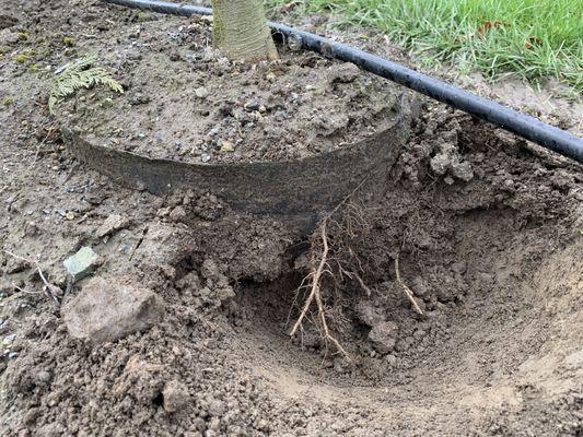 While growing in the ground, roots penetrate the fabric and take advantage of the nutrients and moisture outside the bag