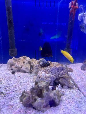 Purple tang and Coris wrasse