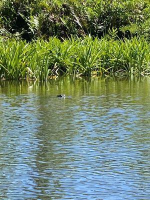 Gator sightings.