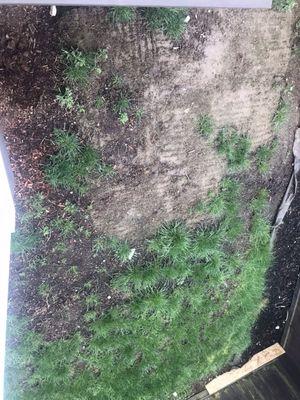 Just disaster before replacing my lawn.