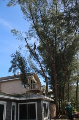 Tree Removal, Indian Rocks Beach, Fl