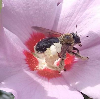 Bee enjoying the pollen