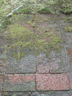 Pavers covered in moss dirt and mold.