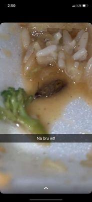 Roach w EGGS in my mf food