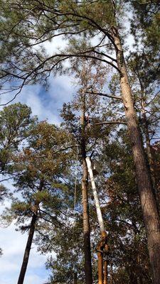 Crenshaw's Tree Service