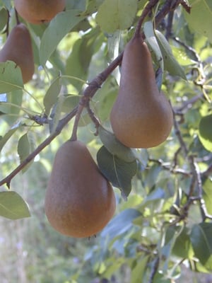 Fall is the time for Bosc Pears-ready for canning