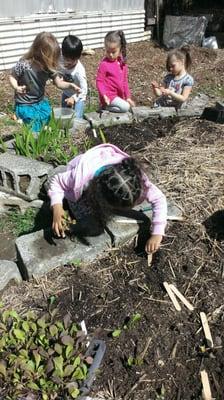 Planting arugula