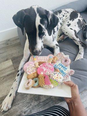 Her treat platter from Woof Gang Bakery