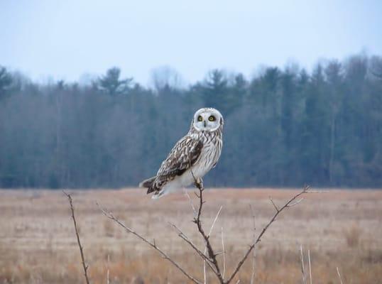 To see a Short-eared Owl, try a sunset tour of Goose Pond during the winter or early spring.